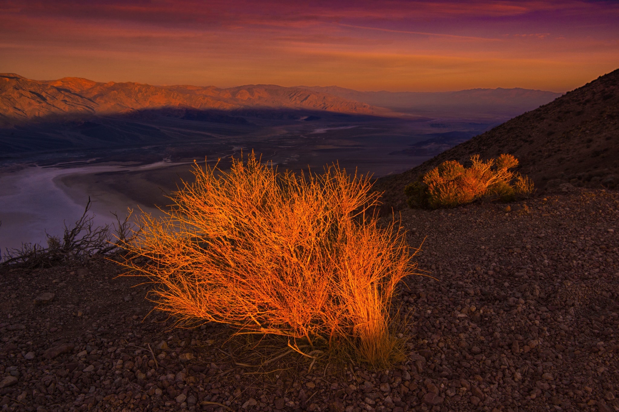 The rising sun illuminates desert brush at Dante's View, in the Black Mountains, 13 miles southwest of Highway 190 in Death Valley National Park, California.