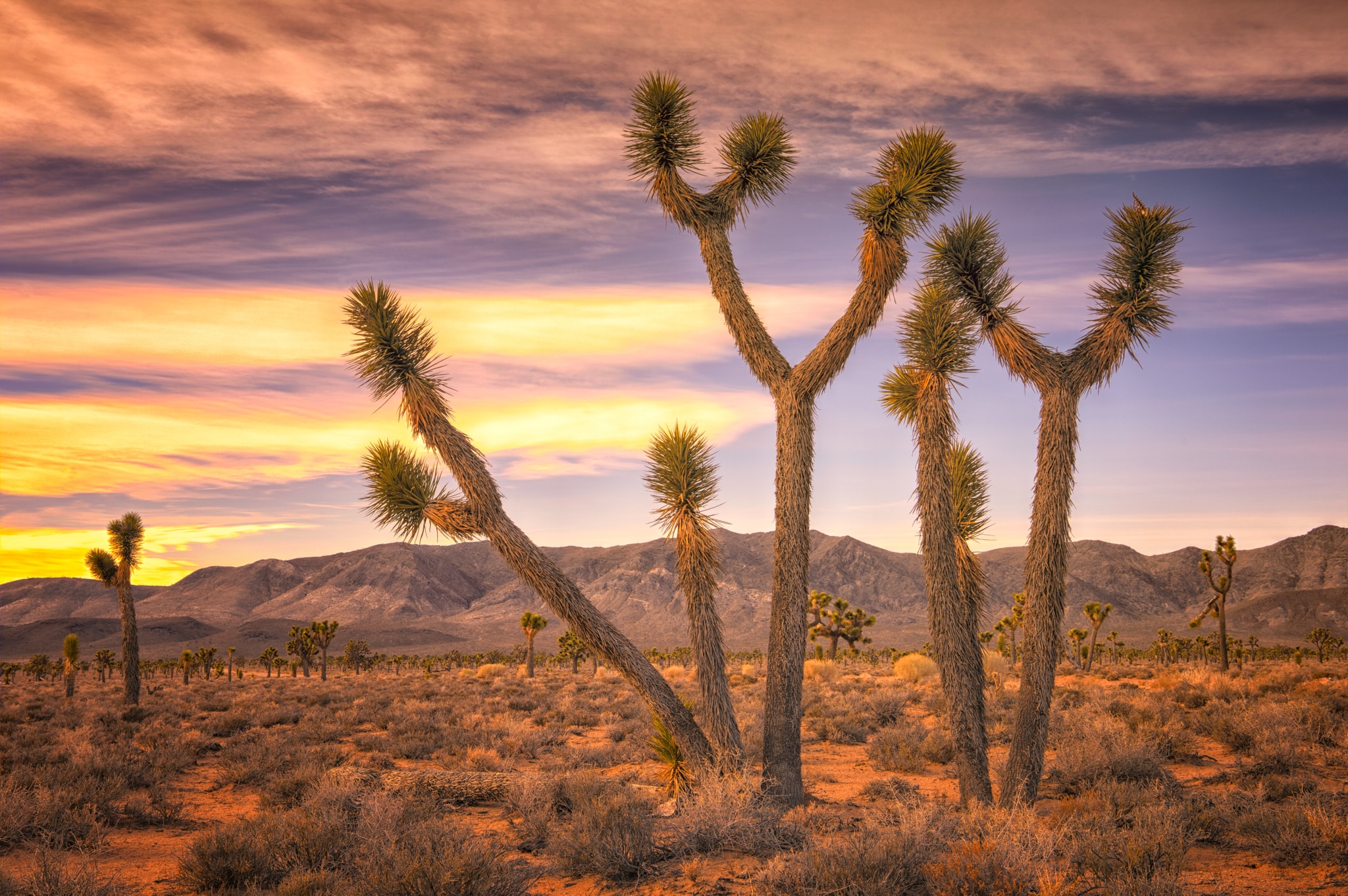 There is a forest of Joshua Trees in the Lee Flat area of Death Valley National Park, which is accessible from the Saline Valley Road off Highway 190 north of Father Crowley Point.