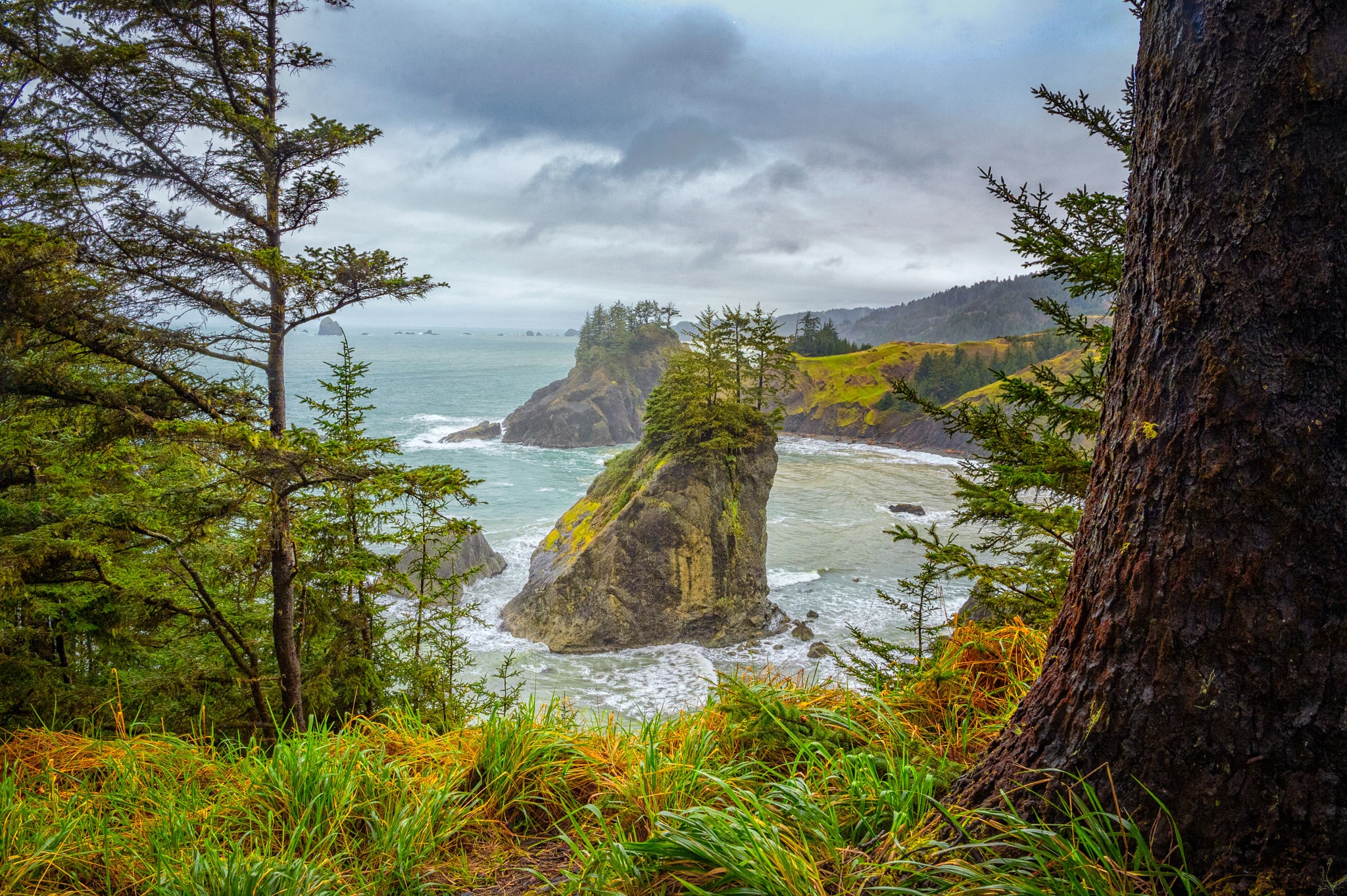 Various pine trees grow atop a large rock, which is visible along one of the trails in Cape Sebastian State Scenic Corridor in Oregon - Oregon's Pacific coast
