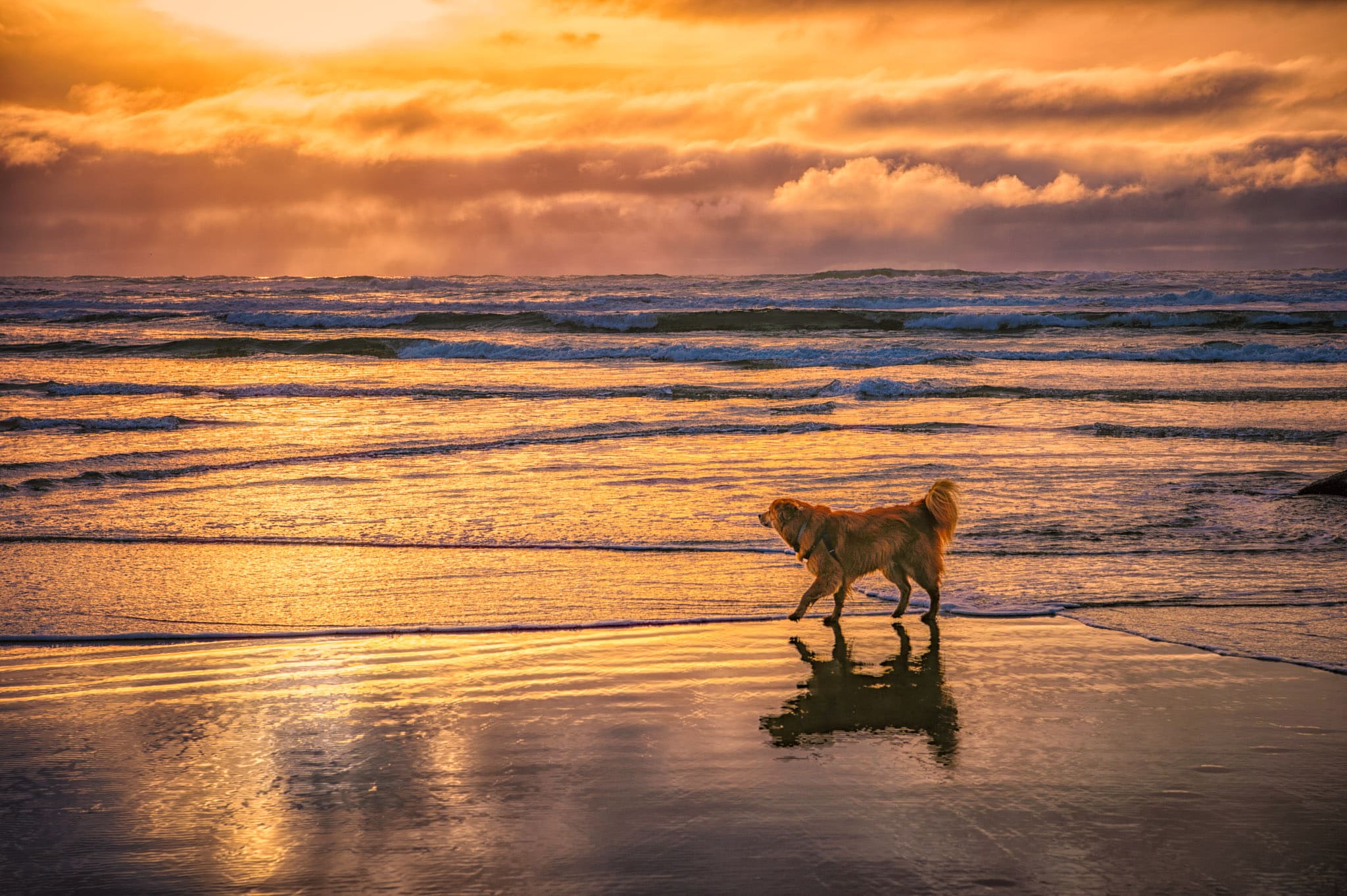 Dog Enjoying Cannon Beach - Oregon's Pacific coast