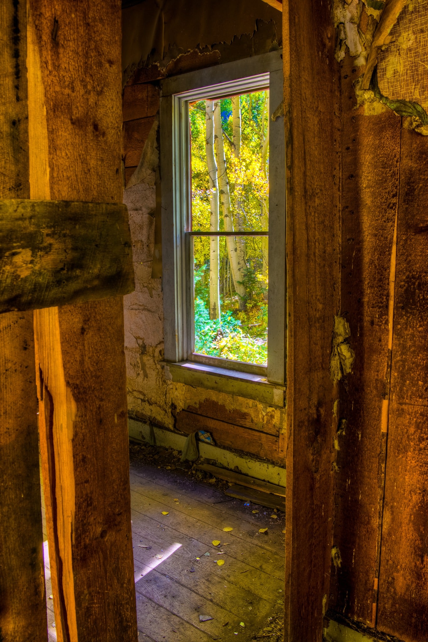 Sunlit aspens are visible through a window in an old house located at the Ironton Town Site, off Highway 550 between Ouray and Silverton, Colorado.