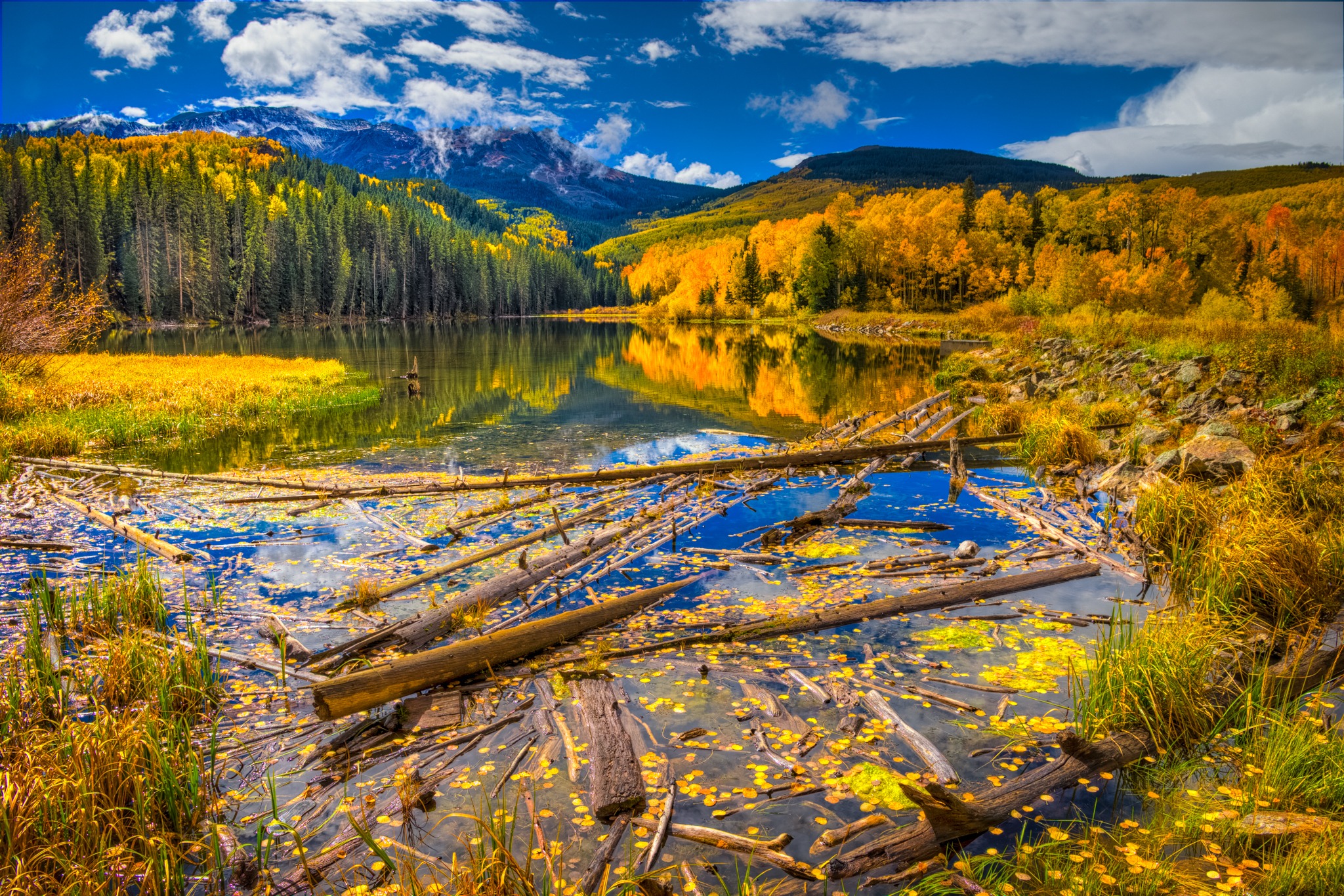 Aspen leaves float on the surface of Woods Lake, at the end of Fall Creek Road, near Telluride, Colorado.