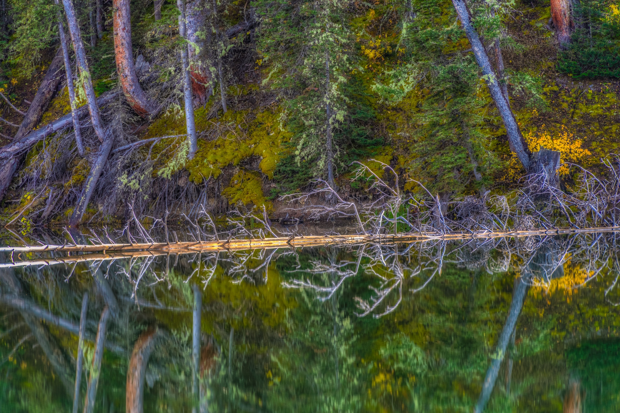 Deep woods and a fallen tree are reflected in the almost still waters of Woods Lake, at the end of Fall Creek Road, near Telluride, Colorado.