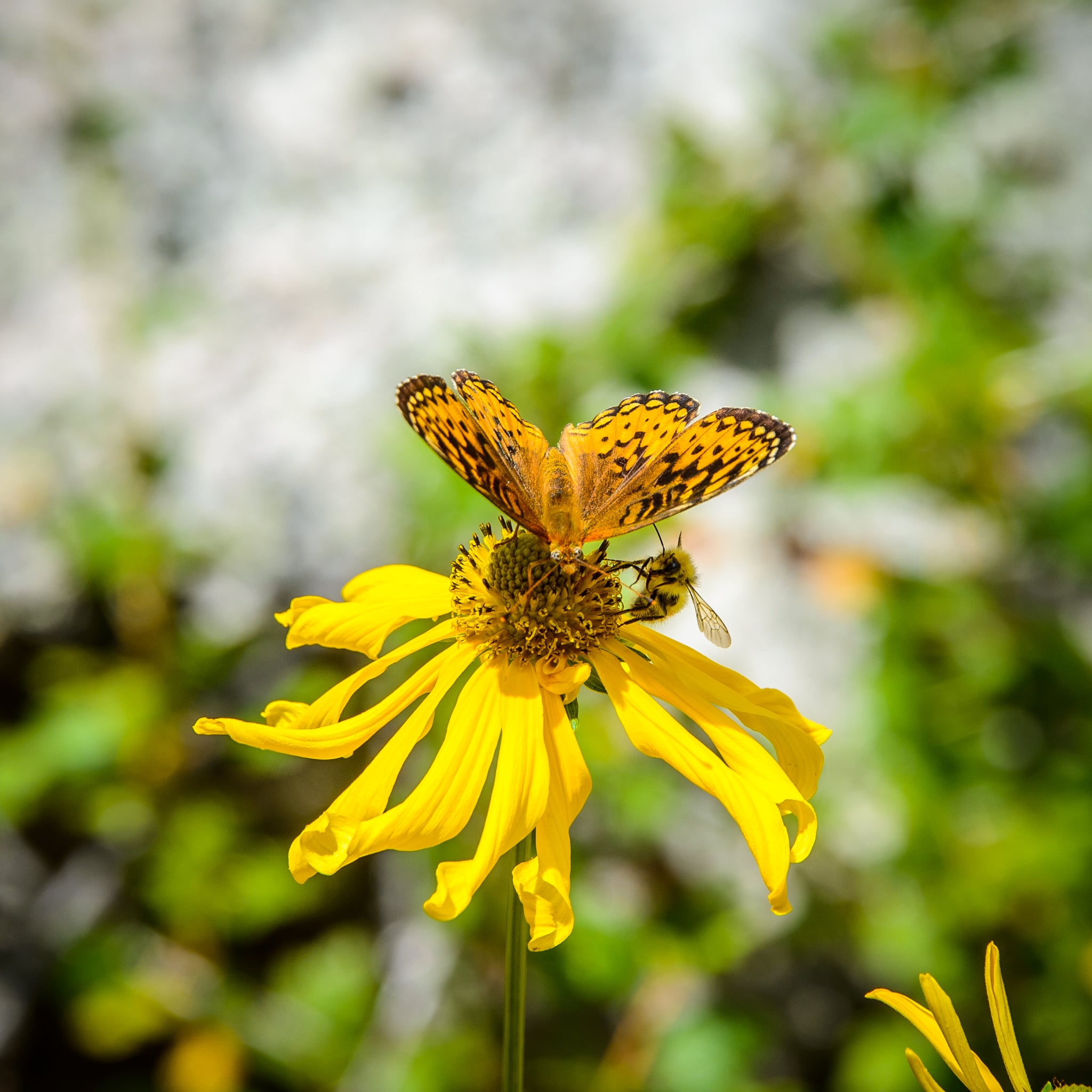 A Callippe Fritillary butterfly shares a perch on an Orange Sneezeweed with a bumblebee along Old Lime Creek Road between Silverton and Durango, Colorado. San Juan Mountain Fauna.