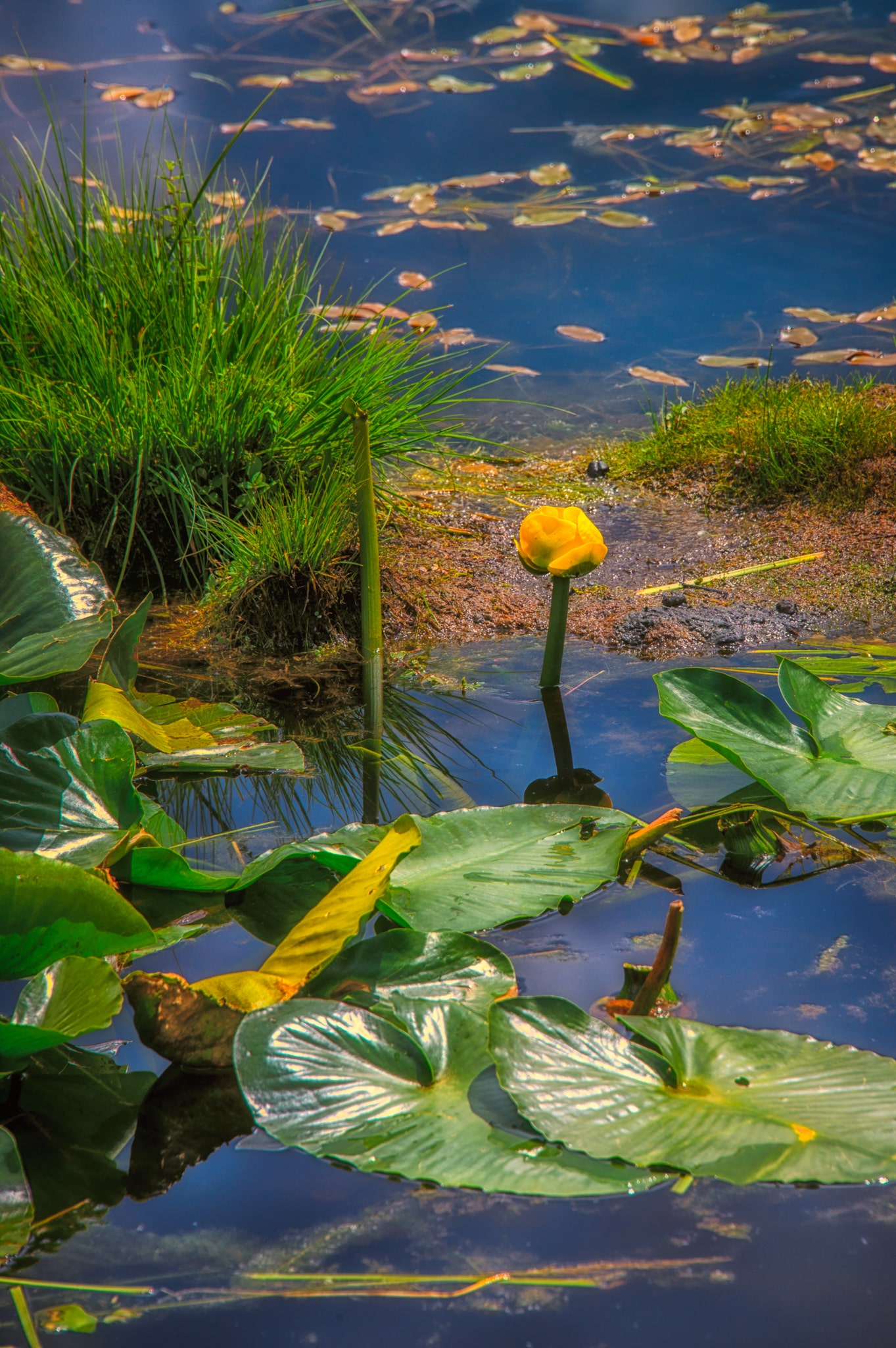 This Colorado Water Lily (Nuphar polysepala) is located in a beaver pond adjacent to Old Lime Creek Road.