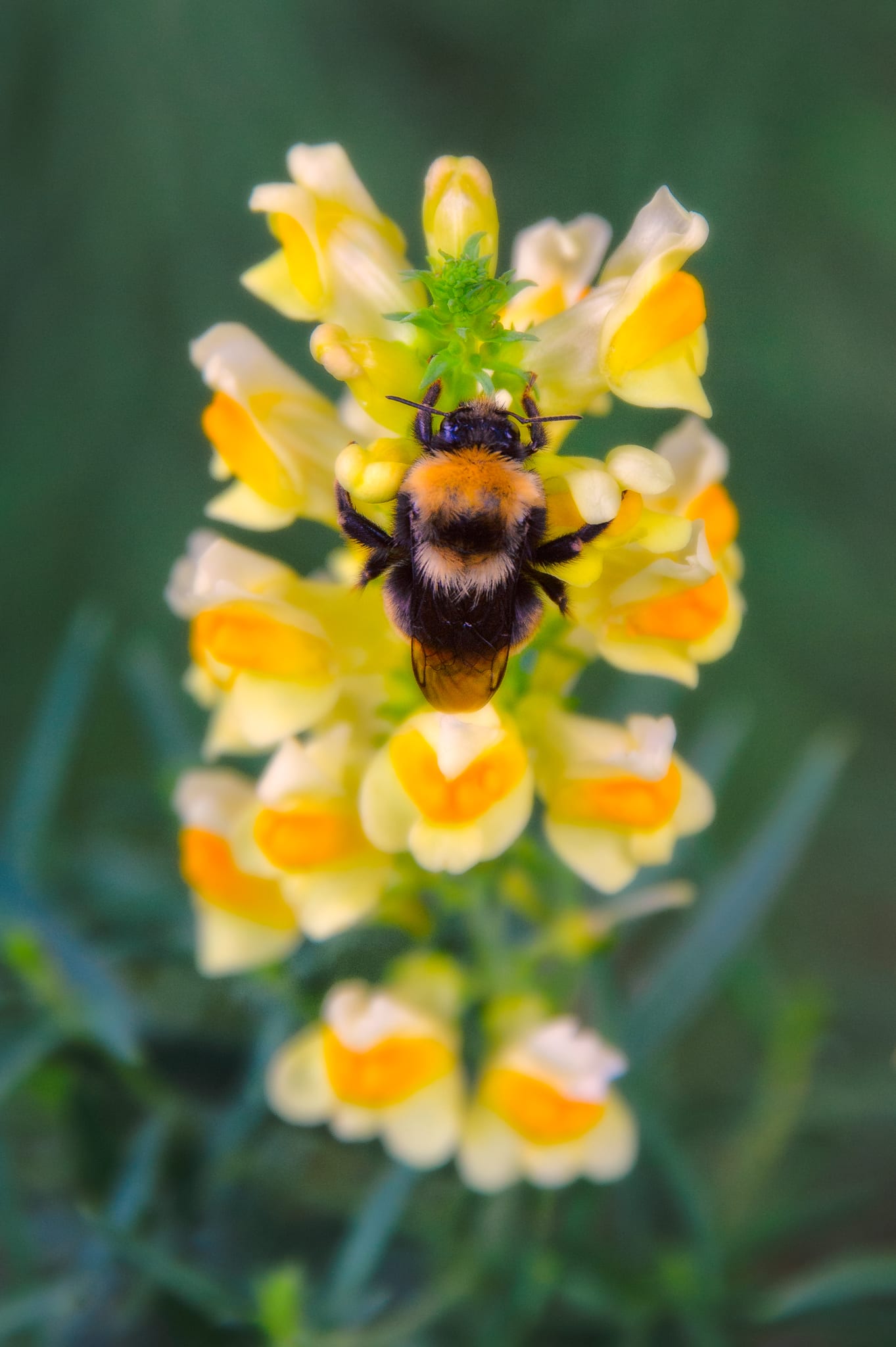 A bumblebee finds something sweet on a blossom of a Butter and Eggs plant (Linaria) in Lake City, Colorado. San Juan Mountain Fauna.
