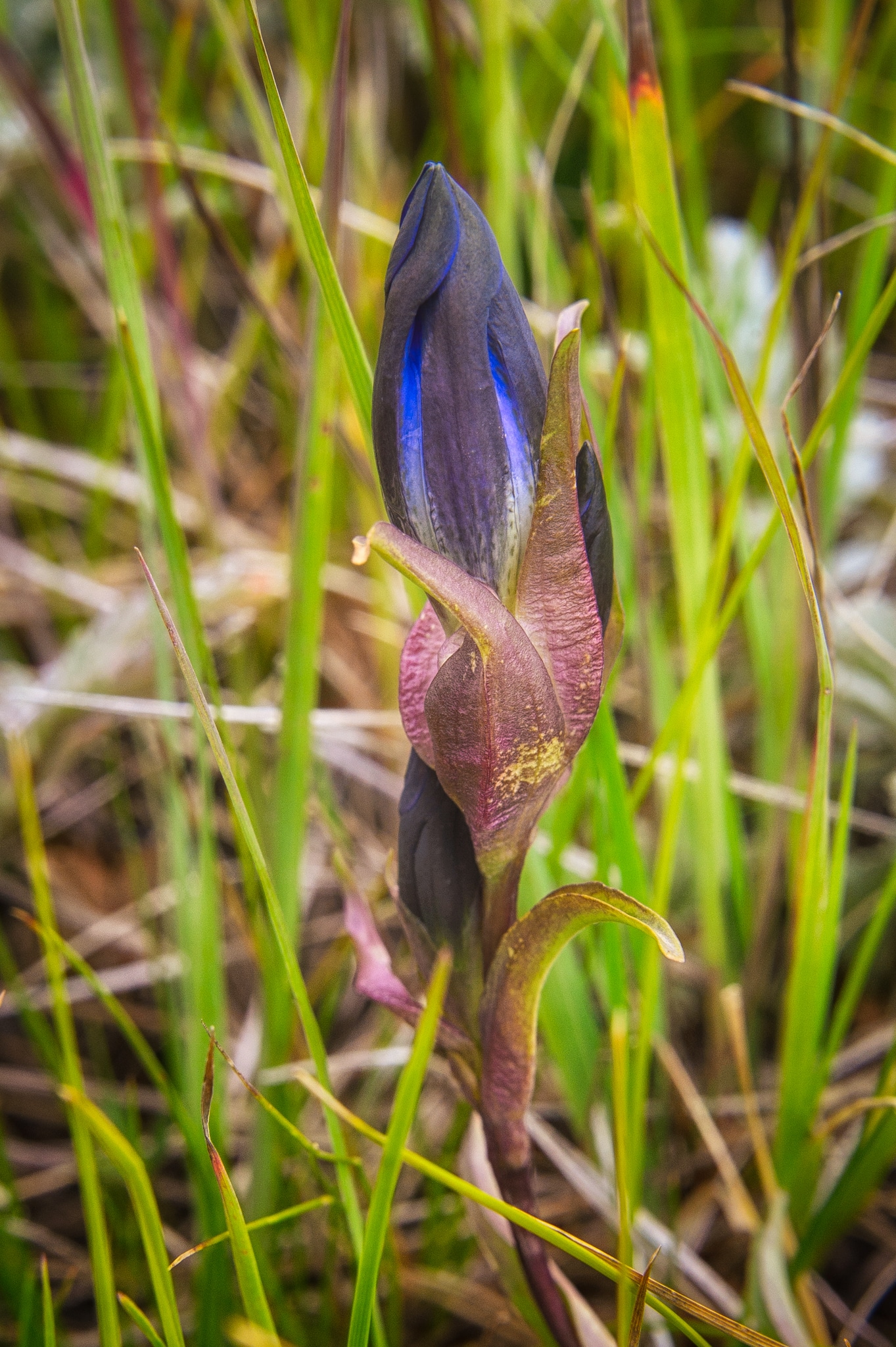 This Gentian was growing in the grassy meadow adjacent to North Clear Creek Falls, just off CO 149 between Lake City and Creede, Colorado. It was a cloudy day, so the purple-blue Gentian flower did not open up.