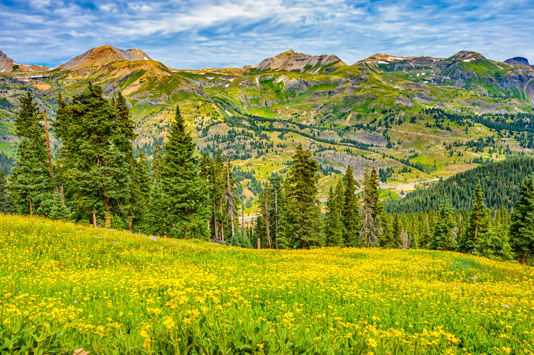Highway 550 can be seen across a sea of Leafy Arnica along FS 825 north of Silverton, Colorado.