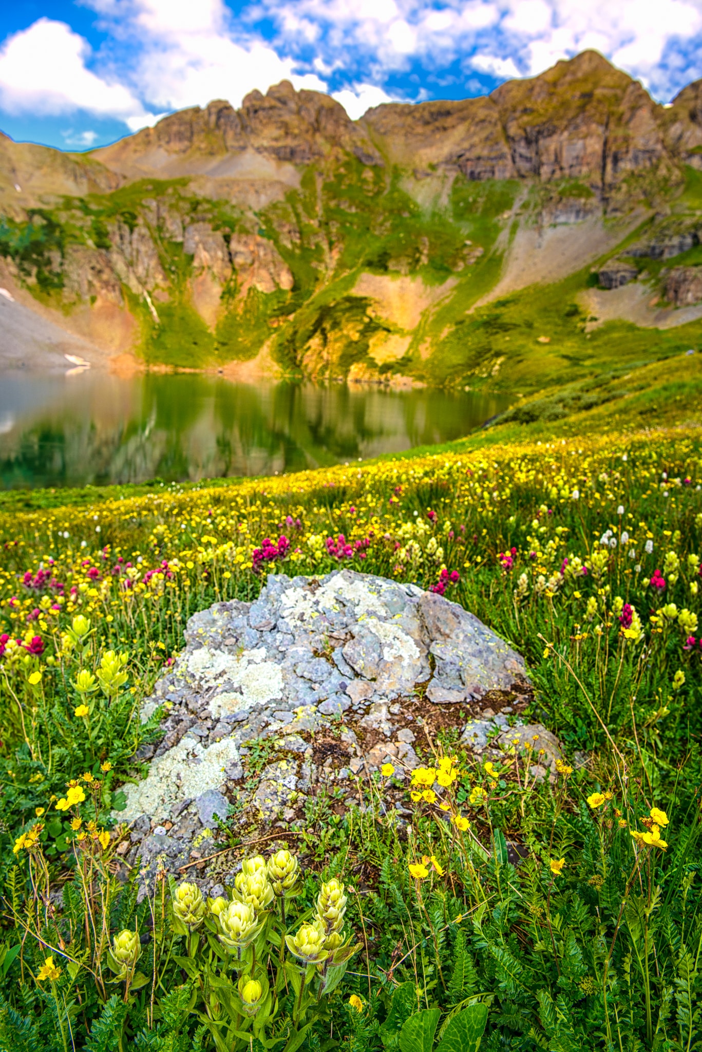 A collection of Alpine Paintbrush and Avens grow along the shore of Clear Lake, a hanging lake below Peak 13309 at the end of FS 815, located in the mountains between Ouray and Silverton, Colorado.