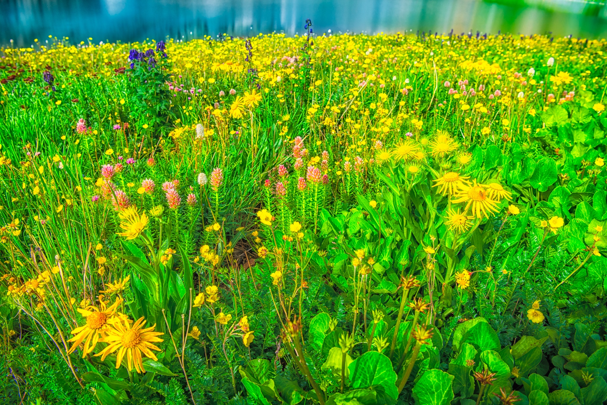 Leafy Arnica, Queens, Crown, Bistort, Monkshood, and Alpine Avens grow along the shore of Clear Lake, a hanging lake below Peak 13309 at the end of FS 815, located in the mountains between Ouray and Silverton, Colorado.
