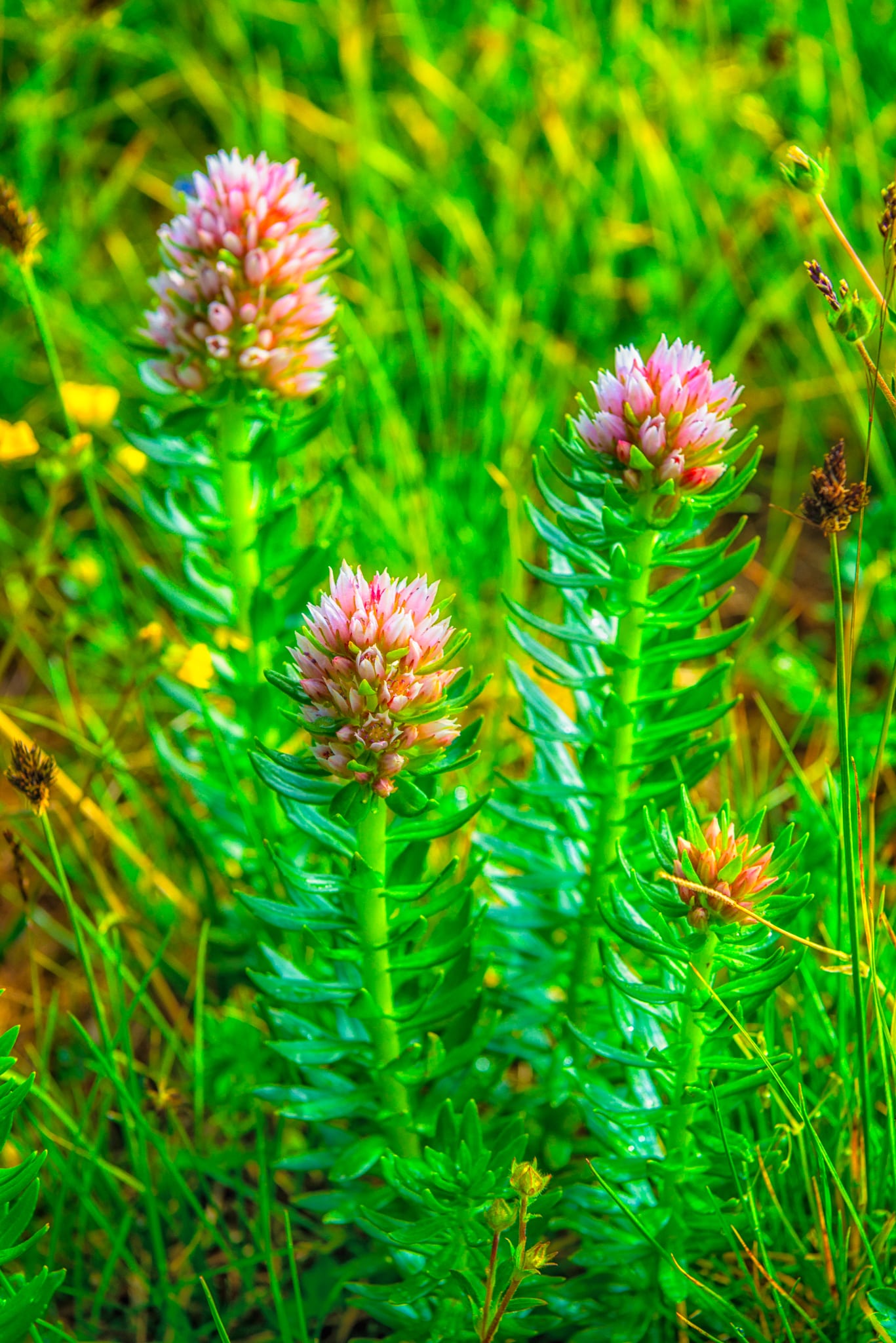 Queens Crown is a sedum with delicate pink flowers. This example was found along FS 815, also called Clear Lake Road, near Silverton, Colorado.