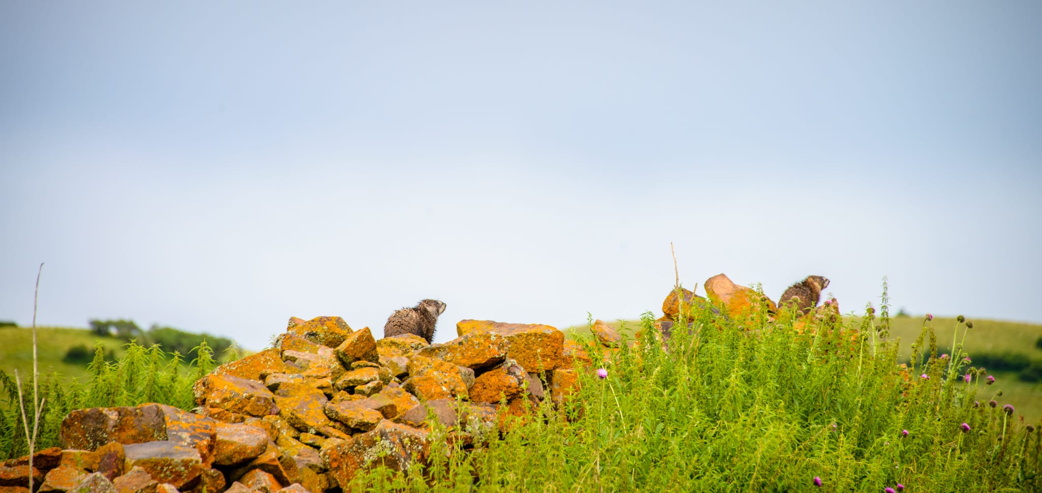 Two Yellow-Bellied Marmots sit atop piles of rock along Sawpits Road near Telluride, Colorado.  San Juan Mountain Fauna.