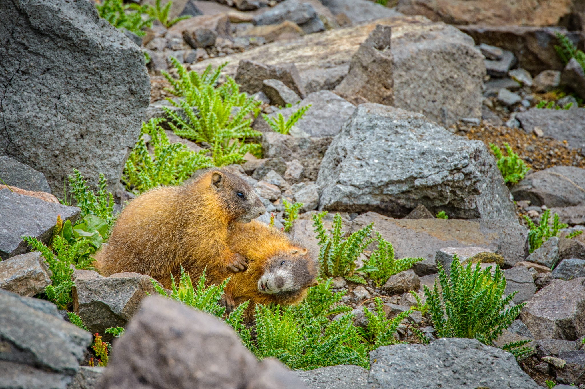 Two Yellow-Bellied Marmots romp and play near Stony Pass on San Juan COunty Road 3. San Juan Mountain Fauna.