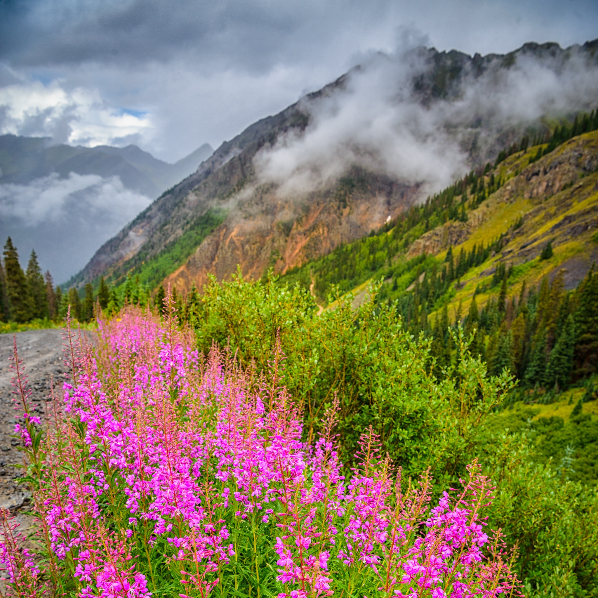 The fireweed along Stony Pass Road near Silverton, Colorado, is especially brilliant in color on this cold and rainy day.