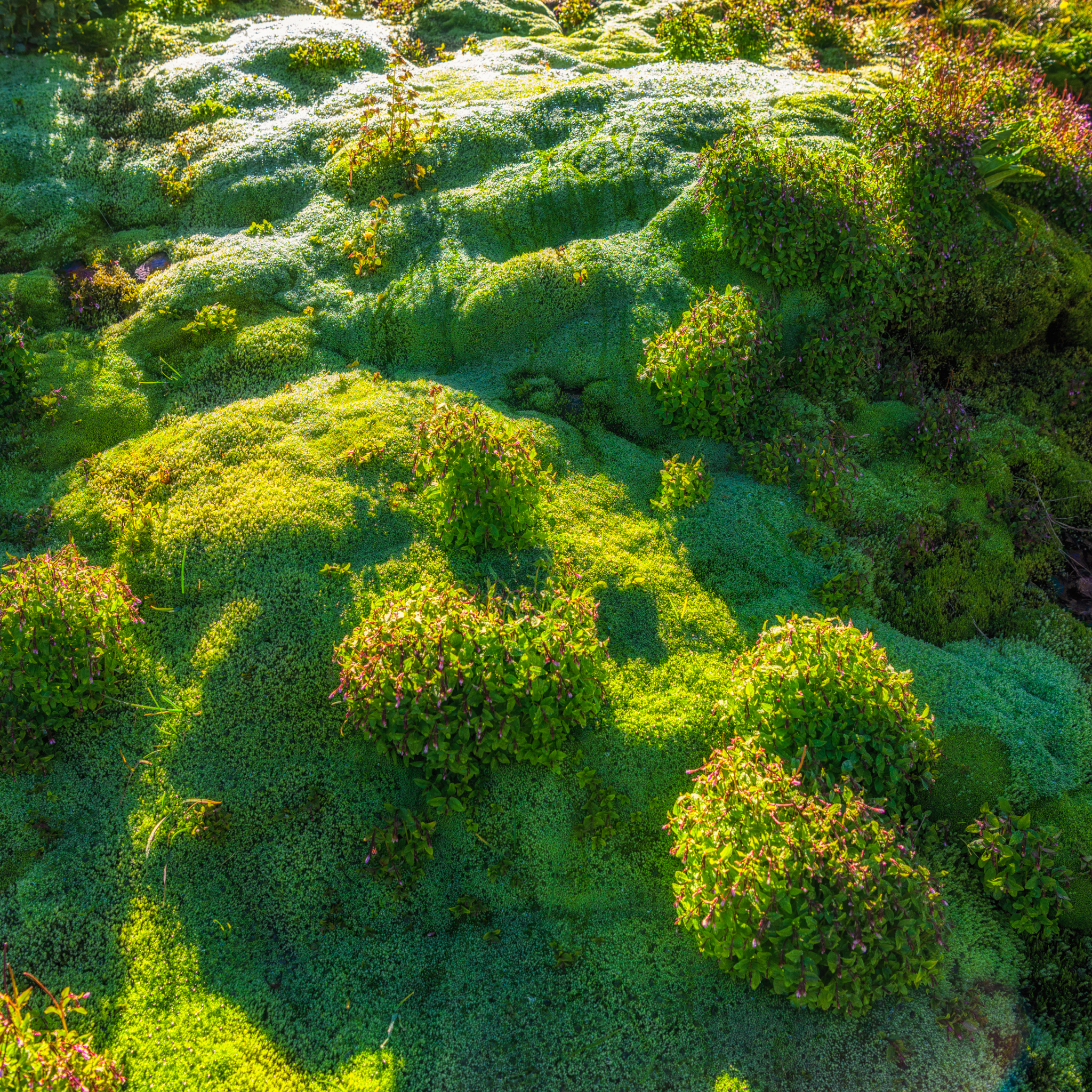 This patch of moss grows arounbd a seep along Stony Pass Road near Silverton, Coilorado.