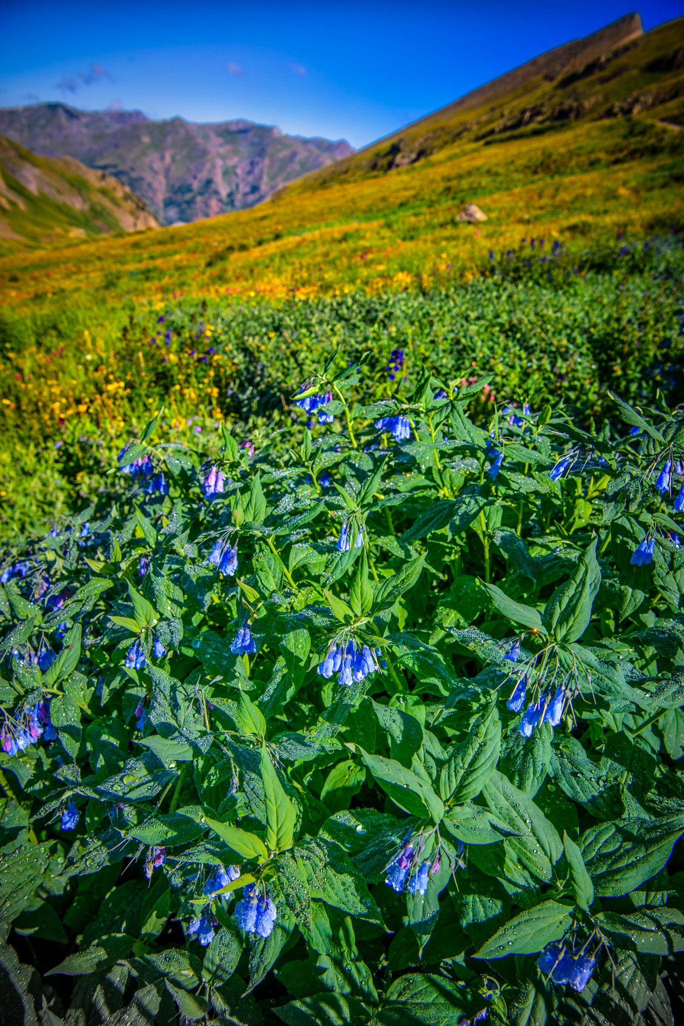 Alpine Mertensia looks very much like Fransican Bluebells; however, this variety grows above tree line. This large patch was found along Stony Pass Road near Silverton, Colorado.
