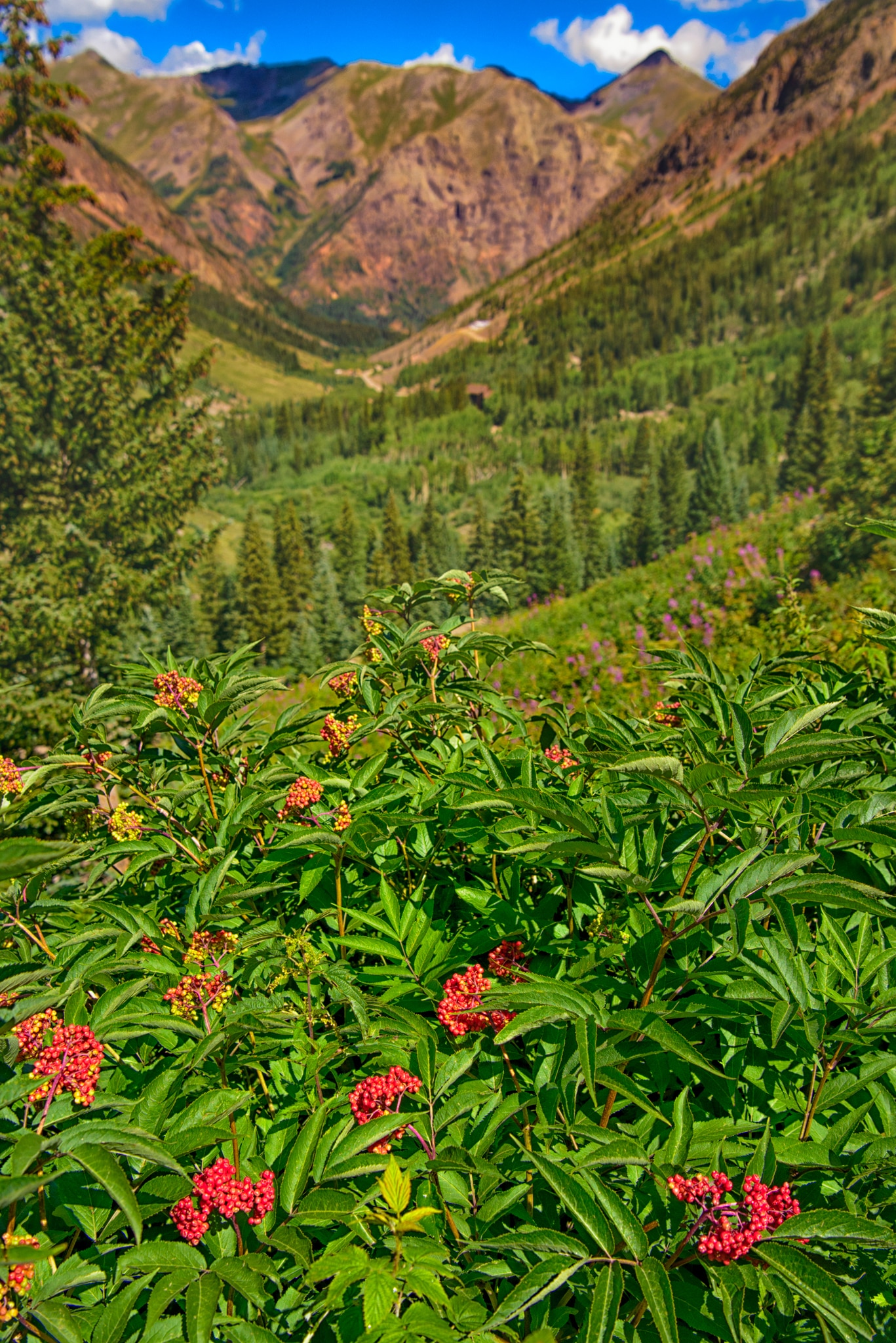 Scattered patches of Red-Berried Elder grow in the meadows along Stony Pass Road below treeline.