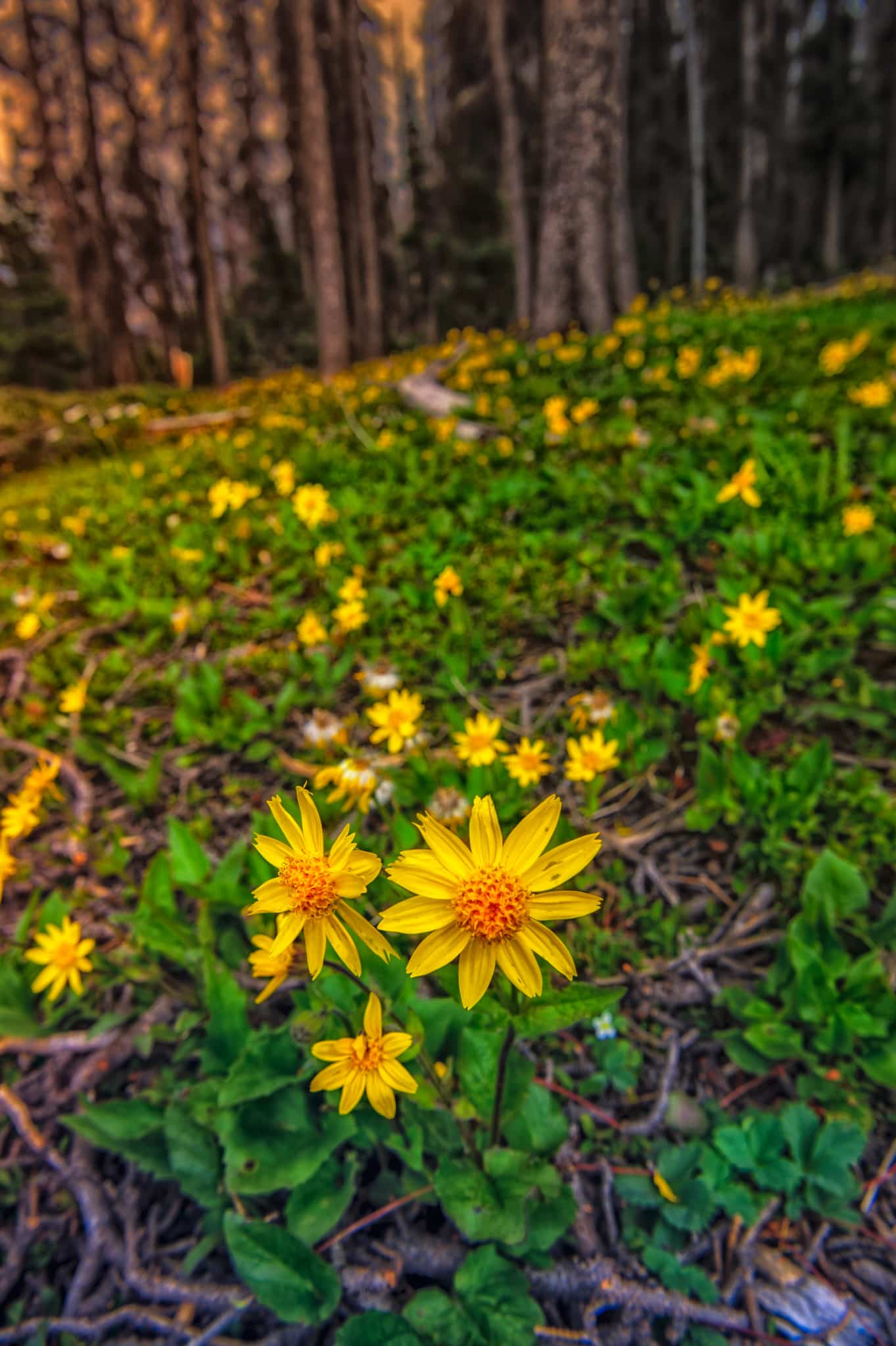 This Heart-Leaf Arnica is growing along CO 149 near Slumgullion Pass. Due to the Spruce Bark Beetle infestation, wide swaths of forest on either side of the road have been cleared, creating an ideal environment for wildflowers.