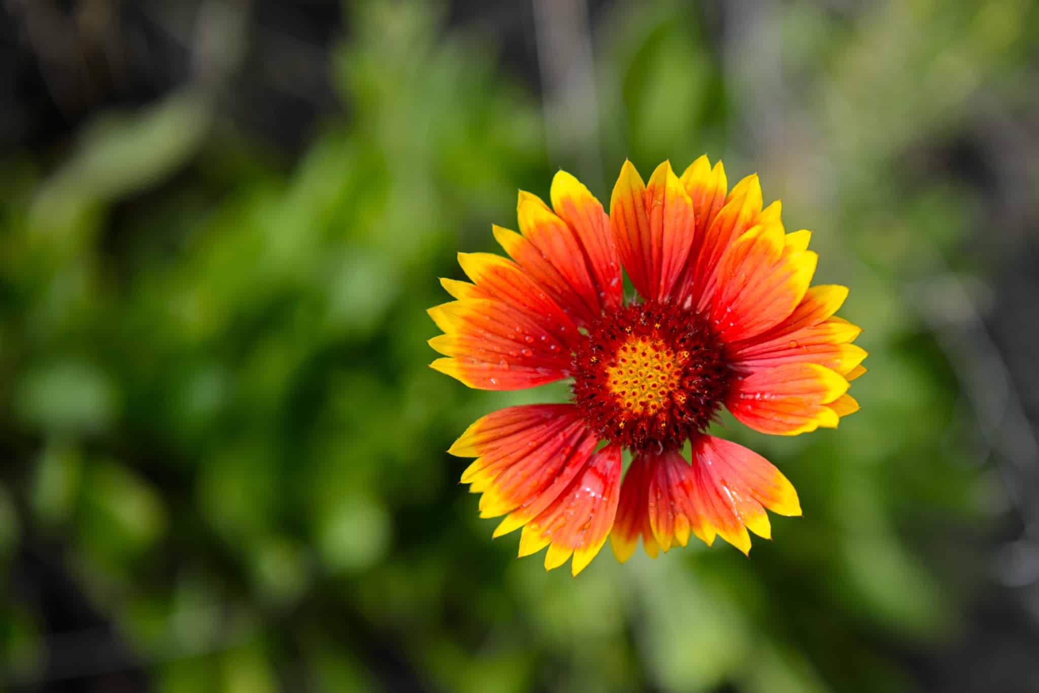 This Gaillardia was found growing in the day use area adjacent to Lake San Cristobal, near Lake City, Colorado.