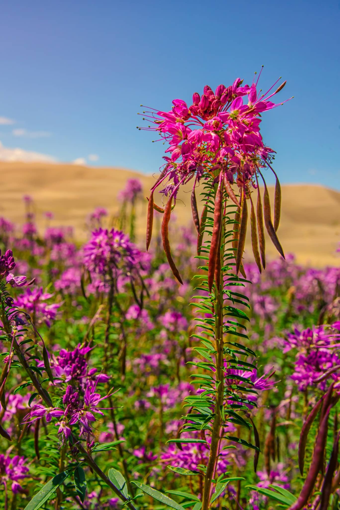 A field of Rocky Mountain Beeplants grow next to the beginning of the Medano Pass Primitive 4x4 raod in Sand Dunes National Park and Preserve in Colorado.