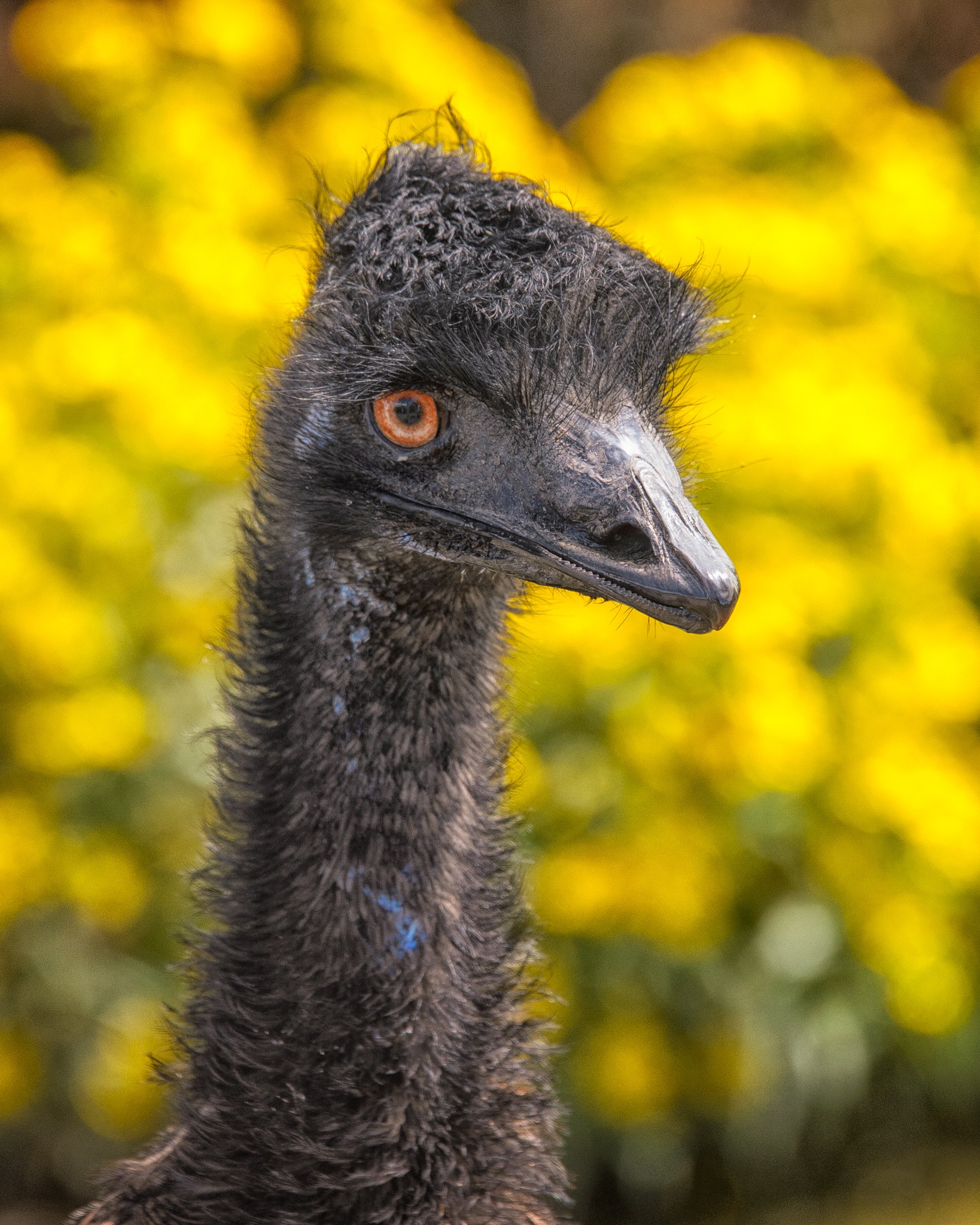 The emu is the second-largest living bird by height, after its flightless relative, the ostrich. There are several emus at the Colorado Gators rescue near Hooper, Colorado, down the road from Great Sand Dunes National Park.