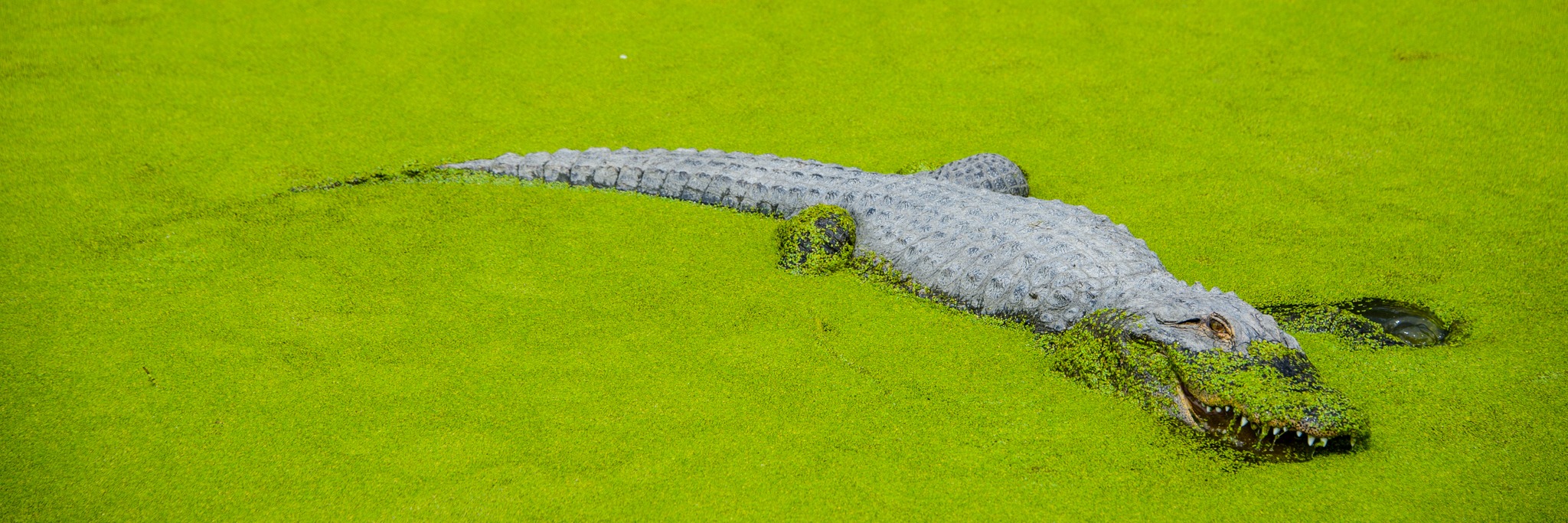 This alligator is snacking on duckweed that grows in one of the large enclosure ponds.
