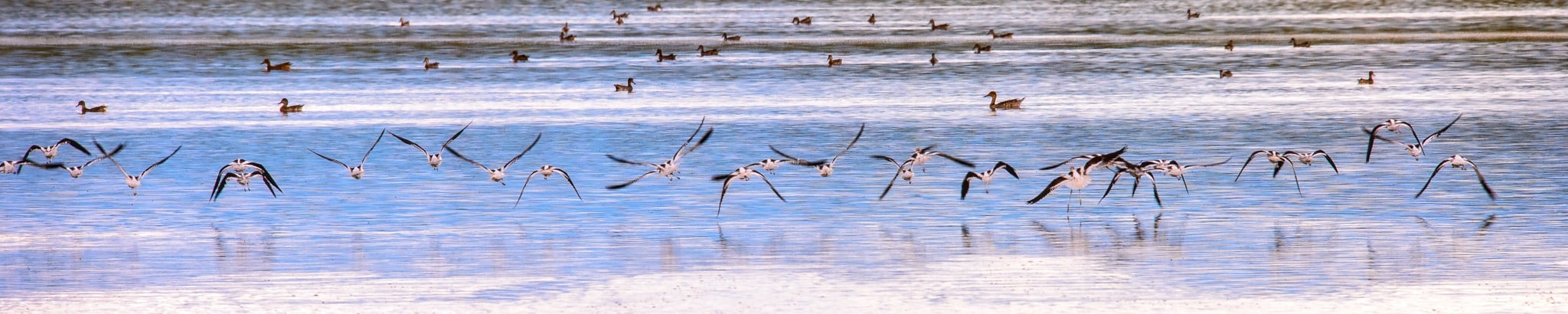 American Avocets take flight from one of several ponds located in the Blanca Wildlife Habitat Area in the San Luis Valley near Alamosa, Colorado, in this panorama.