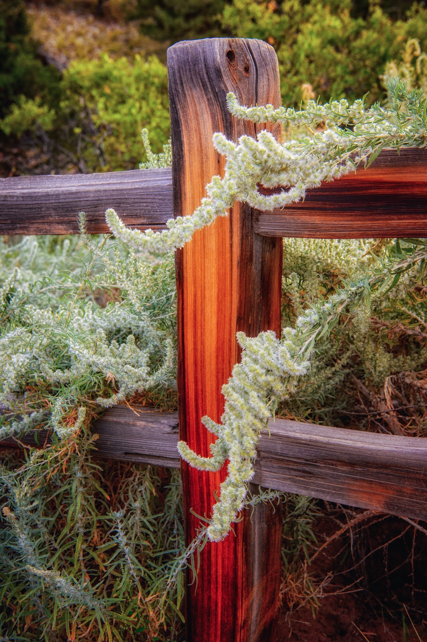 Tendrils of winterfat draps over the rails of a wooden fence in Great Sand Dunes National Park and Preserve near Alamosa, Colorado.
