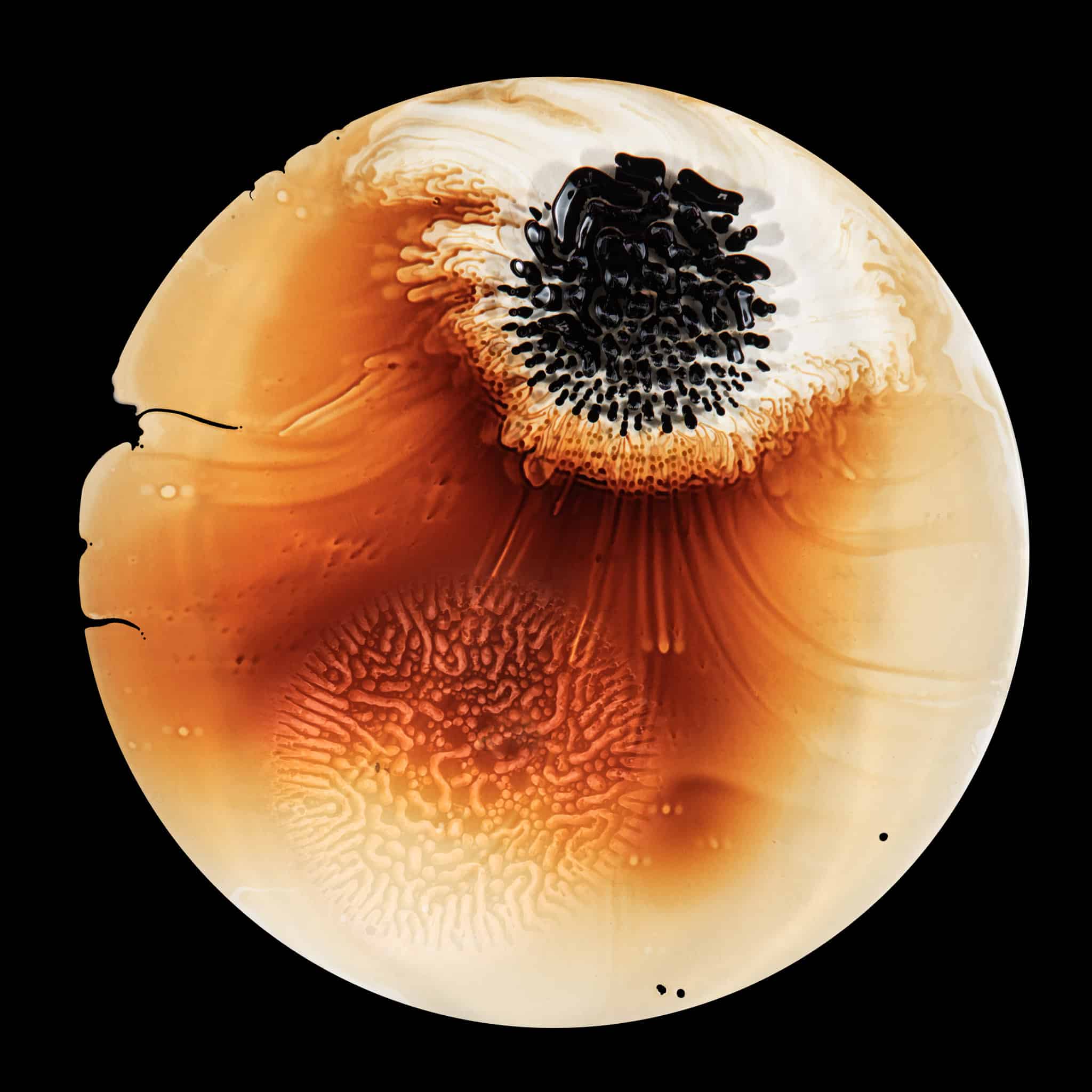Ferro-magnetic fluid is pulled through glycerine with a neodymium magnet in a petrie dish.  - Ferrofluid abstract photographs