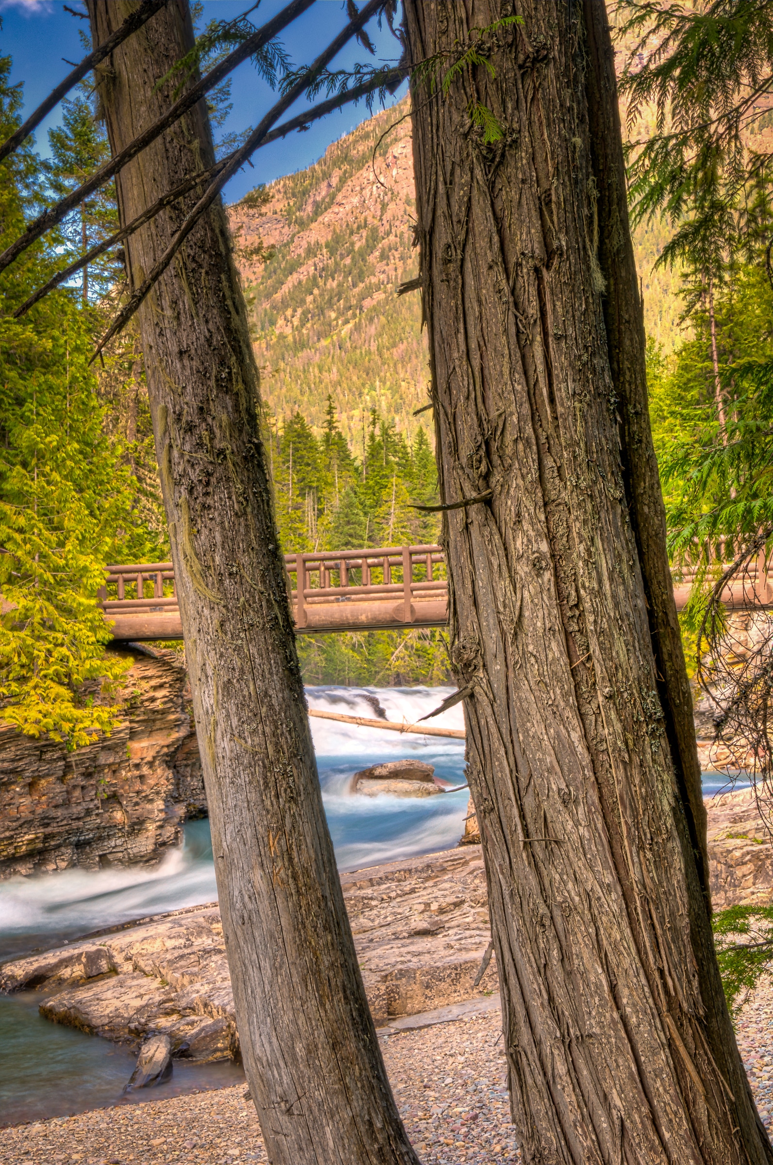 Two trees frame a log footbridge that crosses the river between Sacred Dancing Cascades and McDonald Falls, along Going to the Sun Road in Glacier National Park, Montana.
