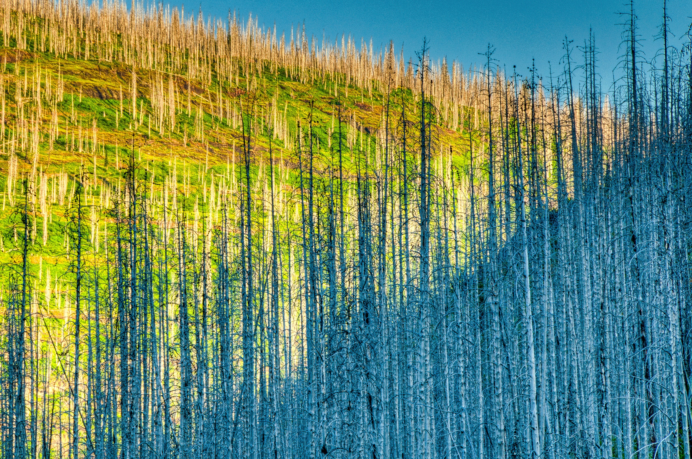 The remains of trees burned during the fires of 2003 in Glacier National Park, Montana.