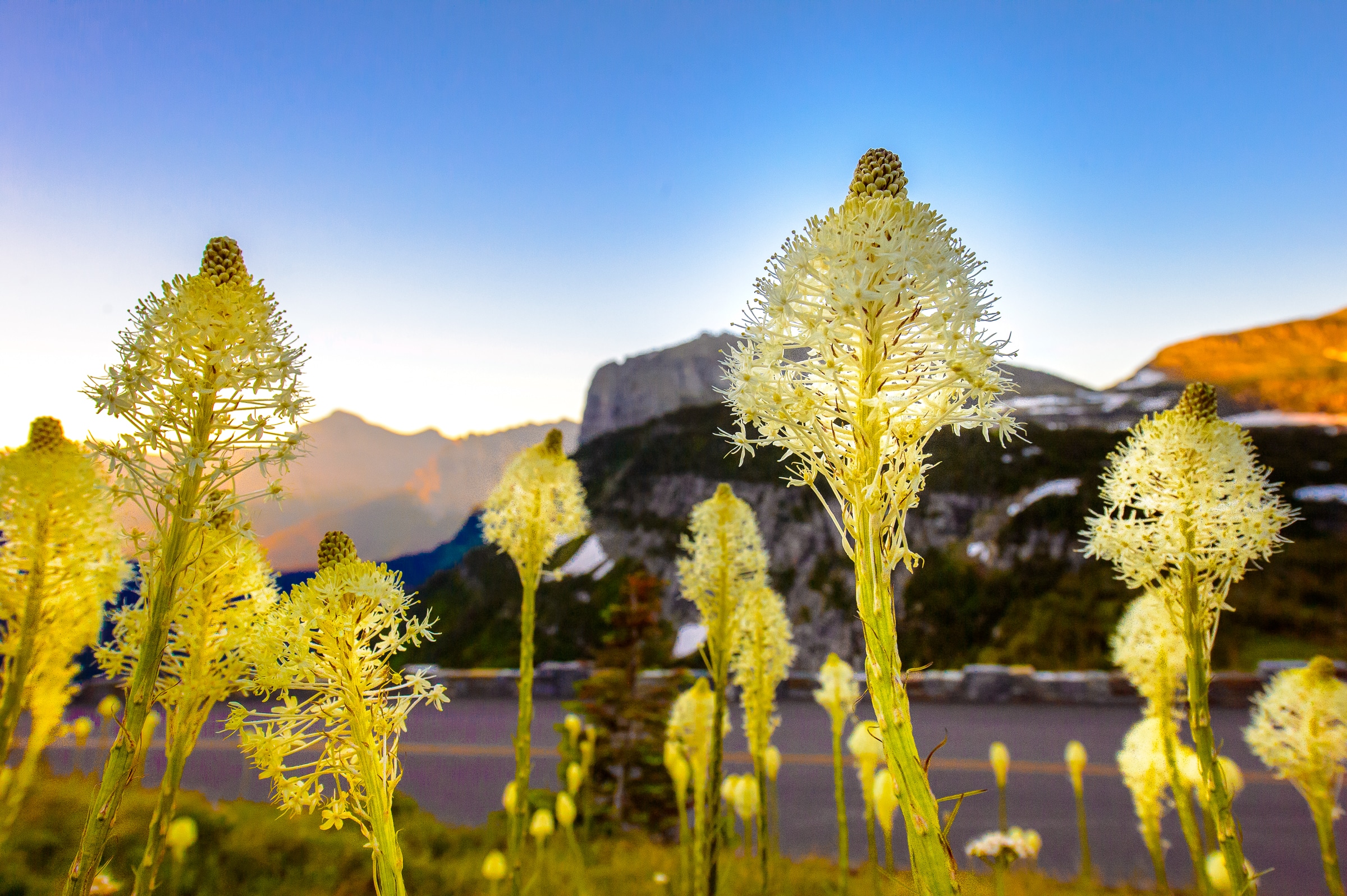 Bear Grass sentinals grow along the Going-to-the-Sun Road in Glacier National Park, Montana.