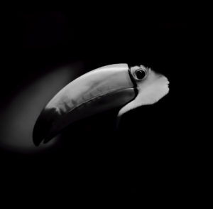 A black and white portrait of a keel-billed toucan, also known as a Sulfur-breasted Toucan or Rainbow-billed Toucan. It is part of the A Smith Gallery Animalia Exhibition.