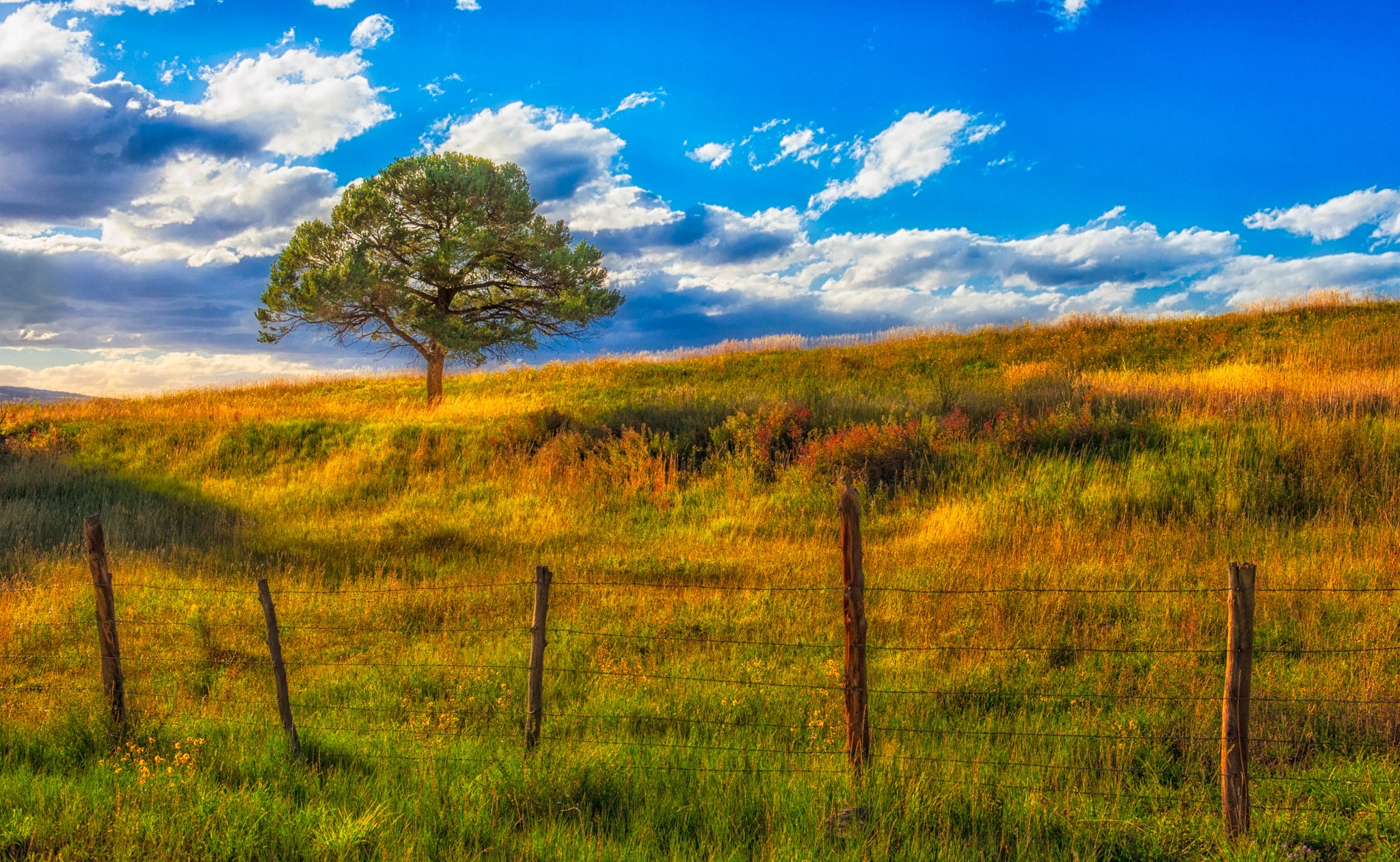 A Lone tree stands in a field of autumn-colored grasses, fenced in by a barb-wire fence.