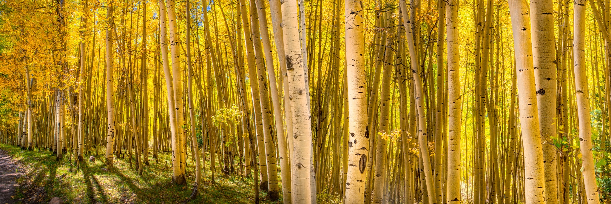 A grove of aspen along a mountain road is luminous with the noonday sun.