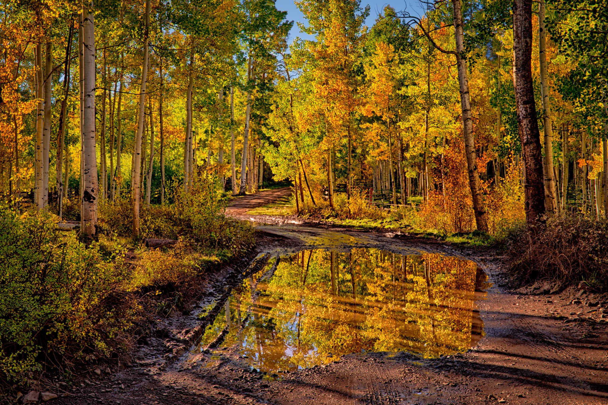 Autumn aspens are reflected in a large puddle on CR 5 near Ridgway, Colorado.