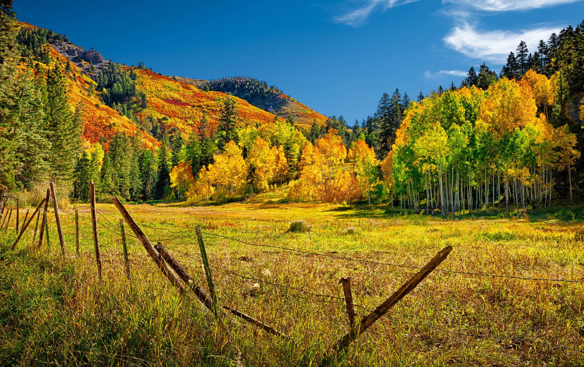 A mountain pasture is surrounded by autumn-colored Gambel oaks and aspens as seen from Ouray CR 14a near Ouray, Colorado, off US 550.