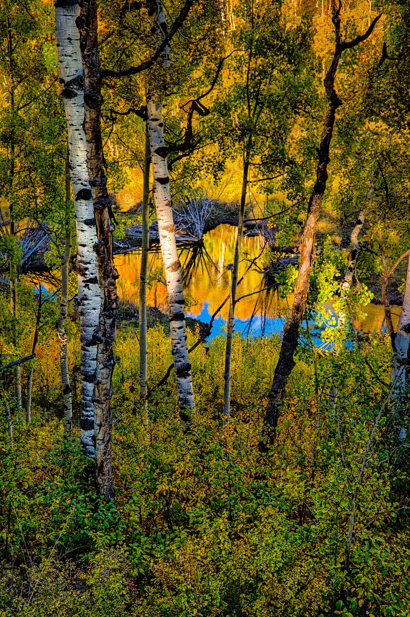 Yellow aspens are reflected in a pond as sunlight illuminates aspen boles in the foreground, on Last Dollar Road near Ridgway, Colorado.