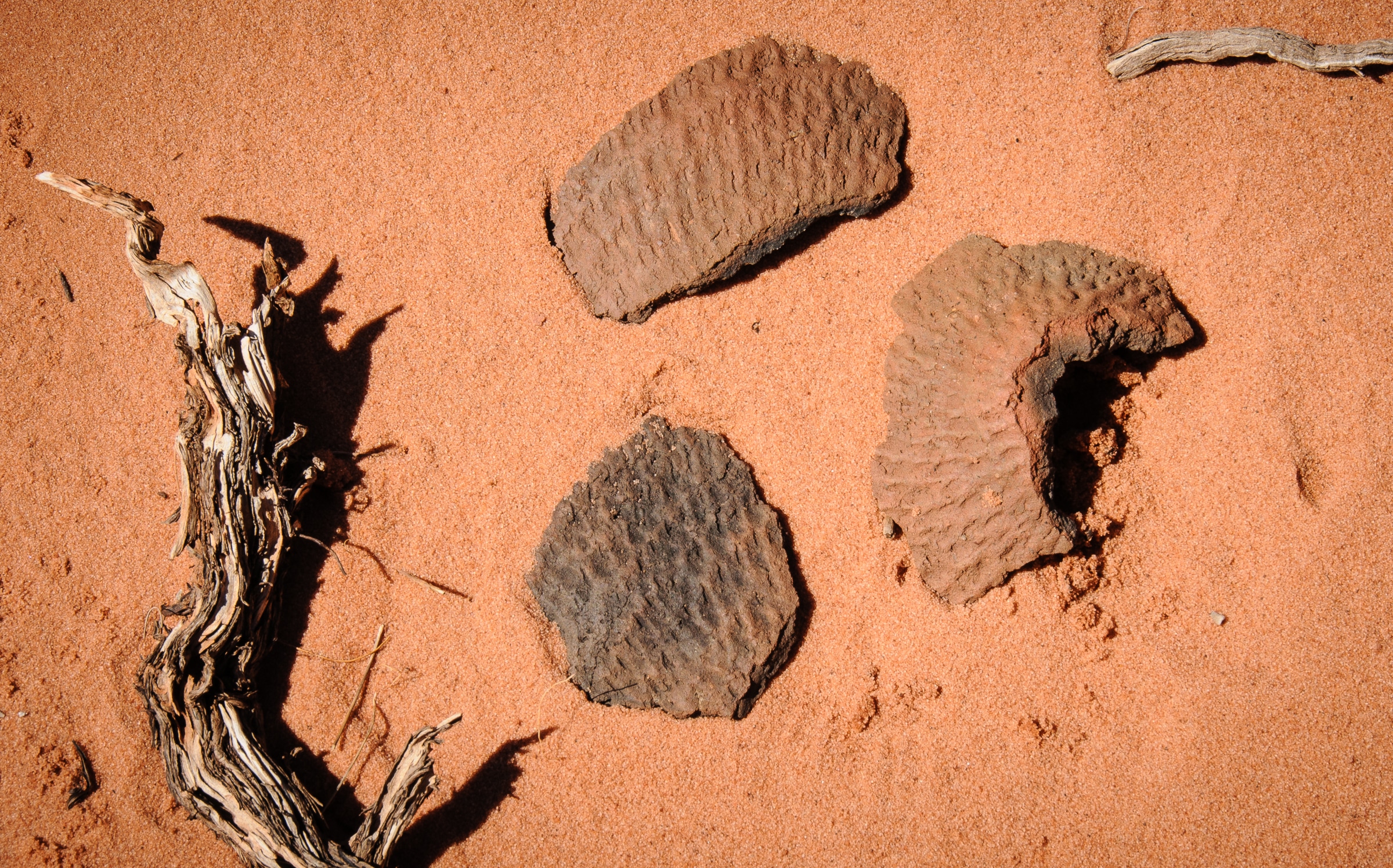 These Anasazi pottery fragments were in the sand next to one of the Paw Hole teepees. They represent the corrugation technique used in early pottery making.