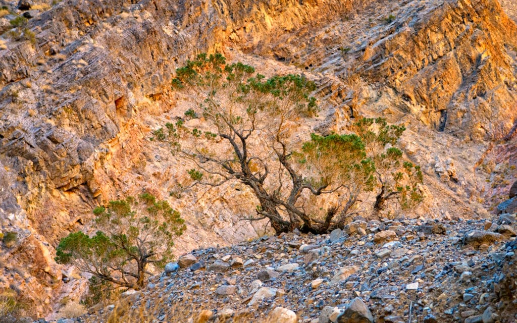 A stunted juniper grows in the alluvial debris on the floor of Marble Canyon. Marble Canyon is accessible from a dirt road that heads west from the airstrip at Stovepipe Wells in Death Valley National Park, California.