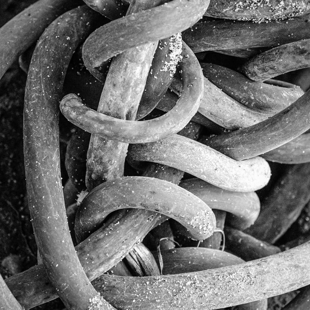 This black-and-white photo of a Gordian-type knot is part of a tangle of Bull kelp, also known as Bull Whip Kelp or Ribbon Kelp. The scientific name is Nereocystis luetkeana. This example was spotted on Glass Beach near Ft. Bragg, California.
