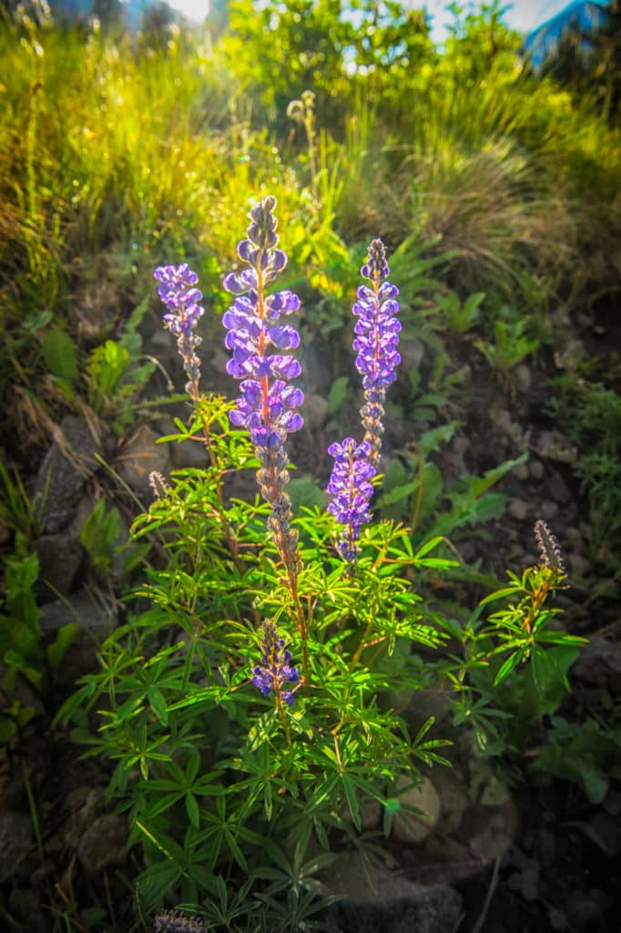This backlit Lupine was found along the Alpine Loop near Lake City, Colorado.