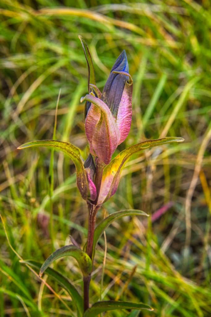 This Gentian was growing in the grassy meadow adjacent to North Clear Creek Falls, just off CO 149 between Lake City and Creede, Colorado. It was a cloudy day, so the purple-blue Gentian flower did not open up.