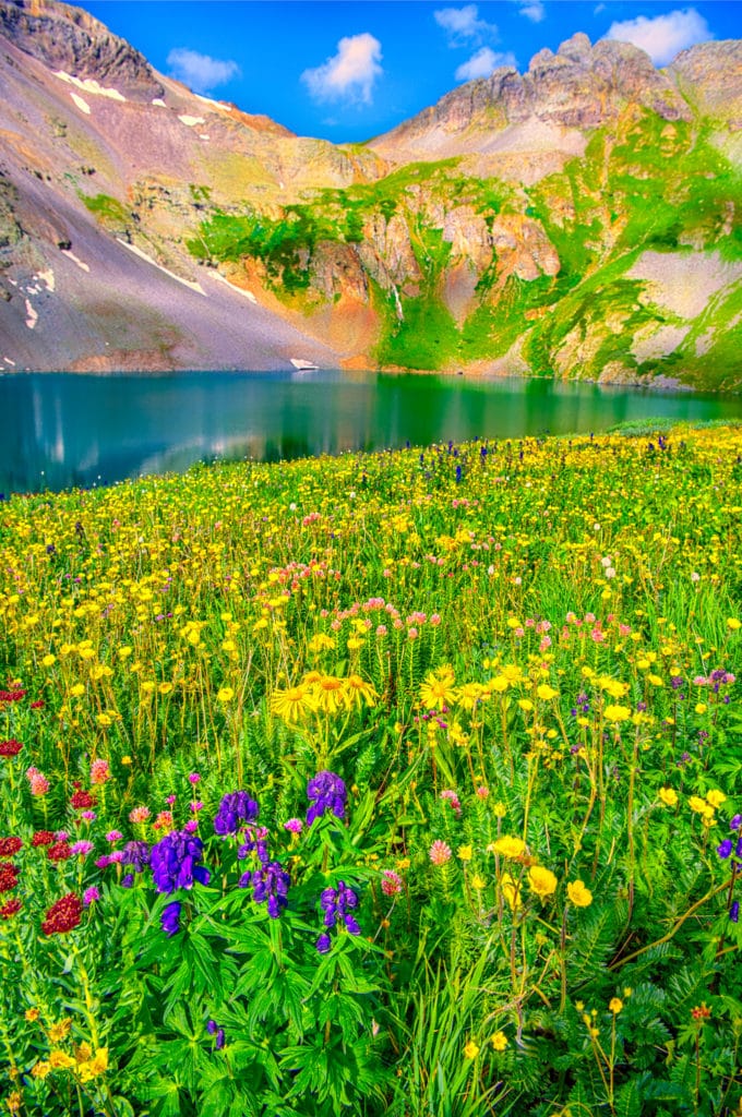 Monkshood, Leafy Arnica, Alpine Avens, Queens Crown, Kings Crown, and Alpine Larkspur carpet the shore of Clear Lake, a hanging lake below Peak 13309 at the end of FS 815, located in the mountains between Ouray and Silverton, Colorado.