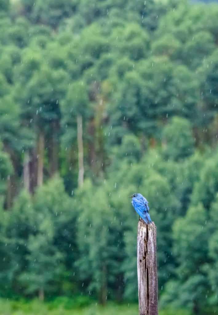 A rocky mountain bluebird sits on a fence post in the rain along Sawpits Road near Telluride, Colorado. San Juan Mountain F
