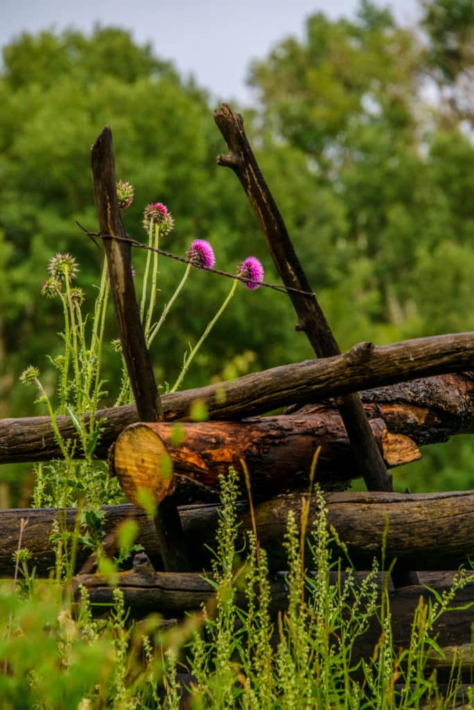 This musk thistle plant is growing through a rail fence along Sawpits Road near Telluride, Colorado.