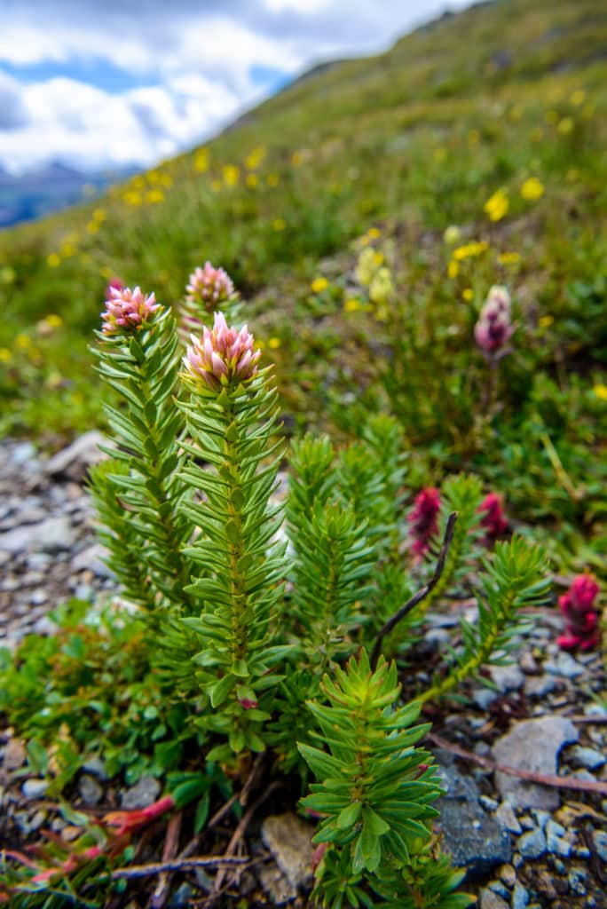 Queens Crown is a sedum with delicate pink flowers. This example was found along Stony Pass Road near Silverton, Colorado.