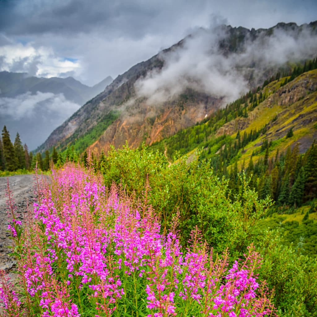 The fireweed along Stony Pass Road near Silverton, Colorado, is especially brilliant in color on this cold and rainy day.