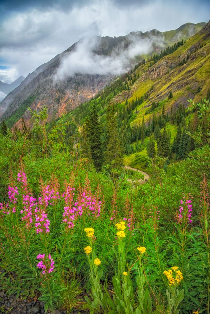 The fireweed and groundsel along Stony Pass Road near Silverton, Colorado, is especially brilliant in color on this cold and rainy day.