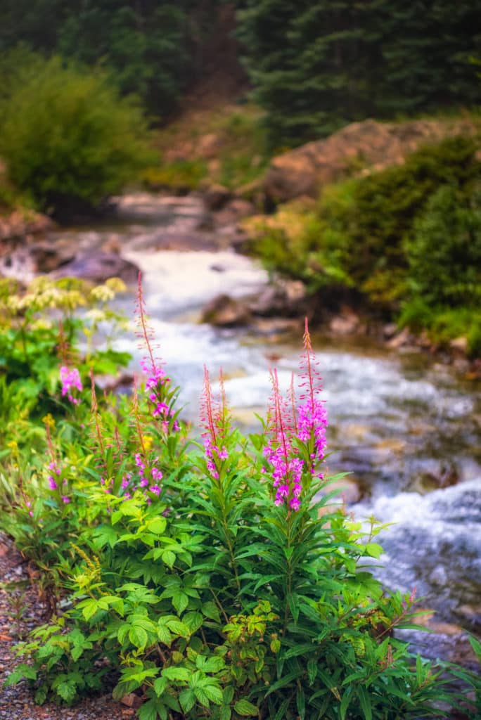 Fireweed grows along an unnamed creek near the intersection of Stony Pass Road (CR3) and San Juan CR 4 near Silverton, Colorado.
